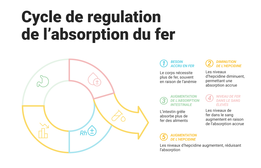 Schéma du cycle de régulation de l'absorption du fer